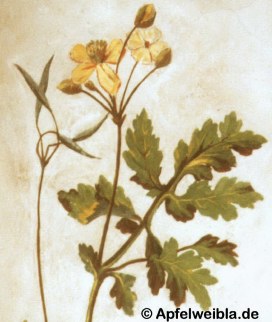 Schllkraut (Deckengemlde Michelsberg)