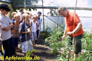 G�rtnermeister Heiner Neubauer demonstriert den Tomatenanbau.