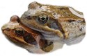 Amphibien im Landkreis Bamberg
