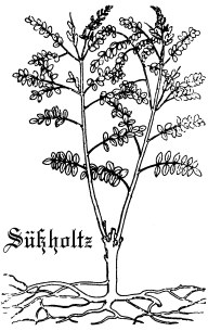 Alte Darstellung der Sholzpflanze